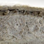 mushroom walls